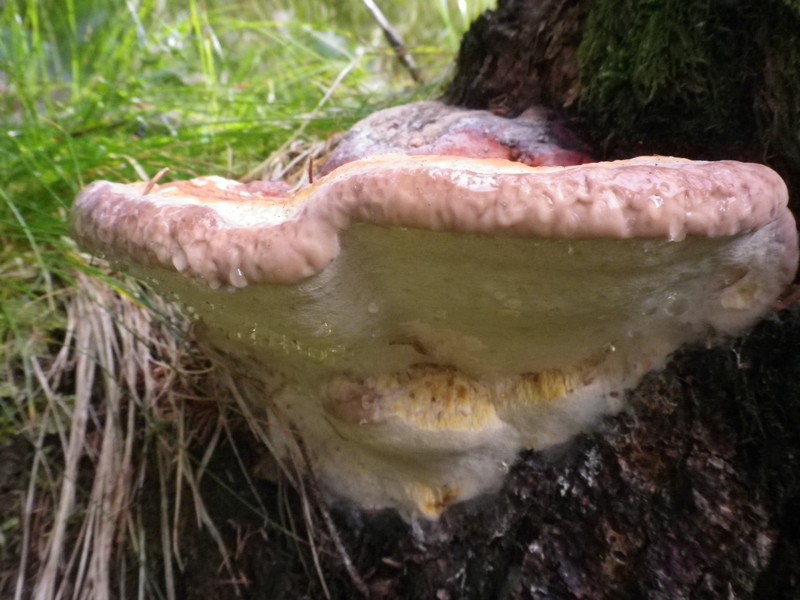 Val di Fiemme (Fomitopsis pinicola)